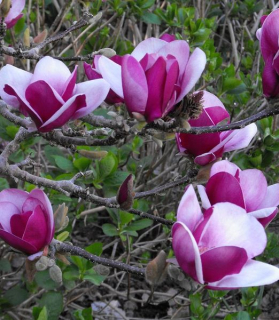 Magnólia 'Cameo' ®